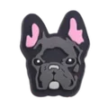Handsome Dog